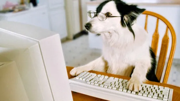 Dog Coding